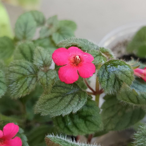Achimenes erecta plant new