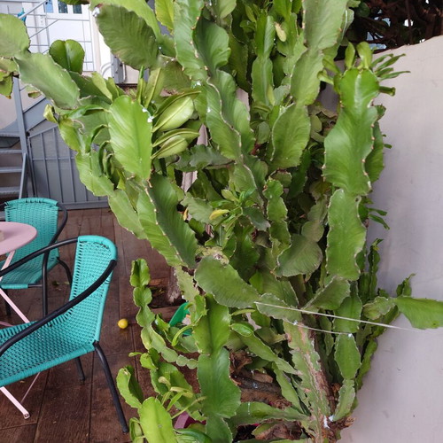 Dragon fruit cactus plant Hylocereus/Selenicereus undatus nearly 2 meters new