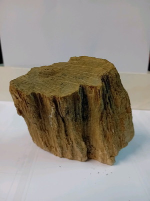 Petrified wood used, 550 grams