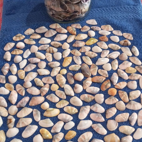 Jar of seashells like new, colorful for crafts and candle making