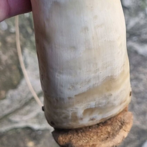 Powder horn used, condition as shown in photos