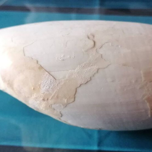 Medium Seashell #1 used