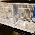 Metal double bird cage 60×25×33 cm with feeders and perches