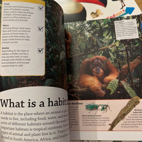 DK Findout set of books about animals, birds, bugs and reptiles brand new