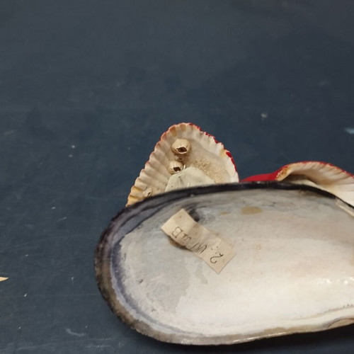 Decorative shell used from Varna