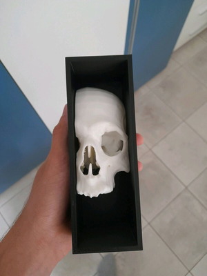 Skull wall mount like new