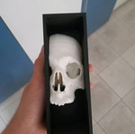 Skull wall mount like new