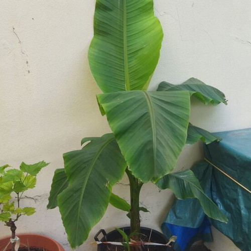 Banana trees