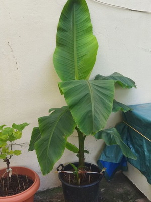 Banana trees