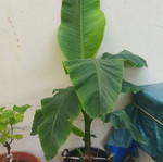 Banana trees