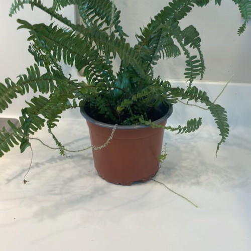 Fern plant for indoor or outdoor use new