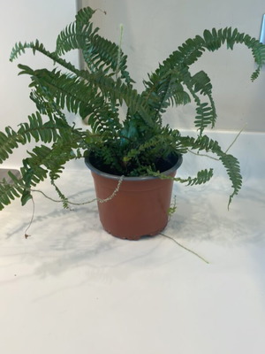 Fern plant for indoor or outdoor use new