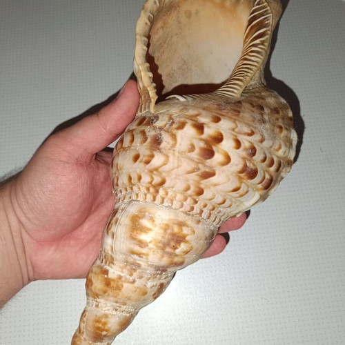 Large sea shell like new