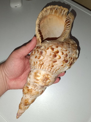 Large sea shell like new