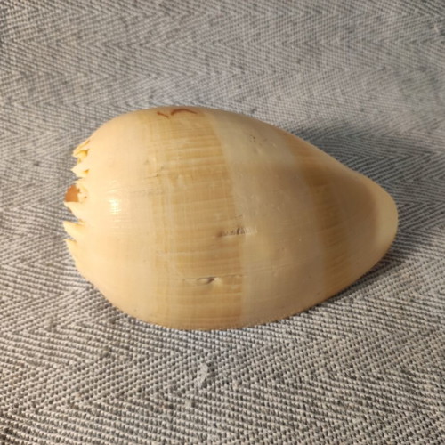 Melo Melo shell like new, 17x8x7 cm