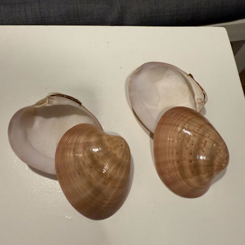 Seashells like new for decoration