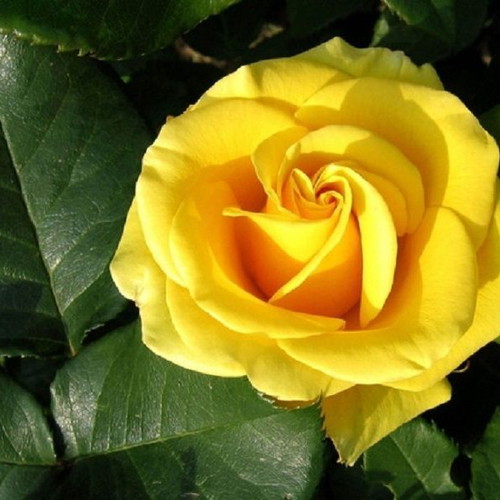 Yellow Rose Exotic Flowering Plant Seeds, pack of 25