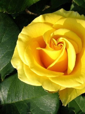 Yellow Rose Exotic Flowering Plant Seeds, pack of 25