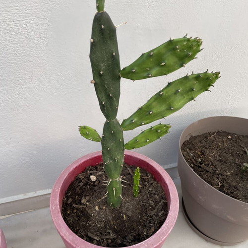 Cactus in a pot new