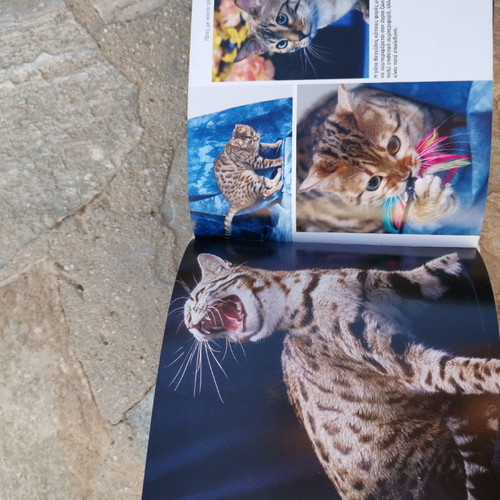 Book 1001 Cats without damage