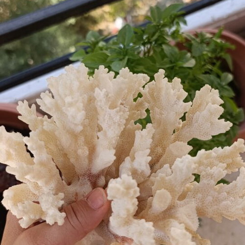 Vintage natural coral decoration 20×15 cm used, authentic