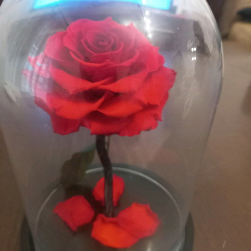 Forever Rose Fiorentino new long-lasting rose