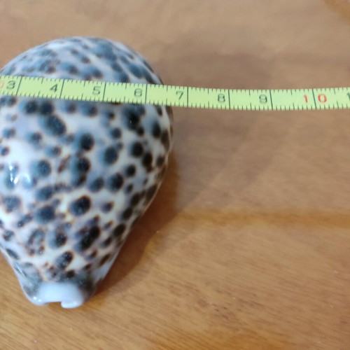 Natural Cyprus tiger shells new, set of 2 pieces