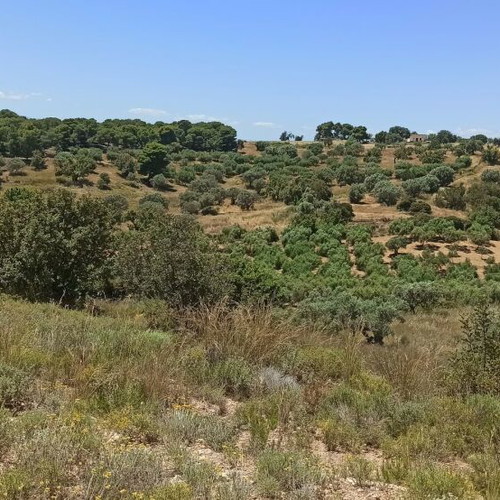 Buildable land plot 33,000 m² in Peloponnese with panoramic view