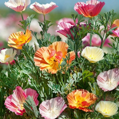 California Poppy Ballerina flower seeds, mix of colors