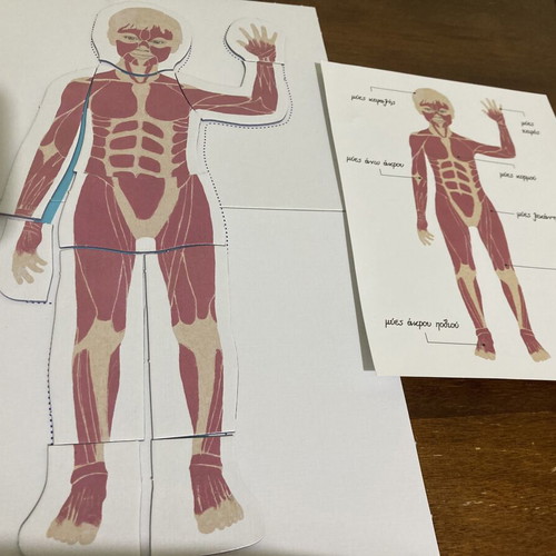 Montessori The Human Body educational puzzle used