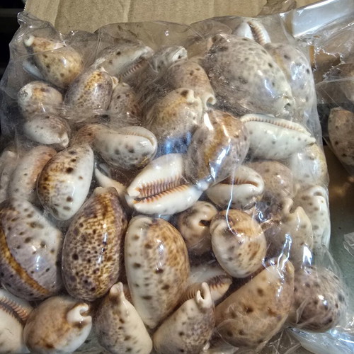 Natural Cypraea Lynx Seashells, pack for crafts and decoration