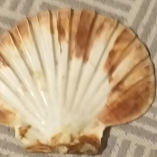 Fossils like new, set with comb, starfish and unknown
