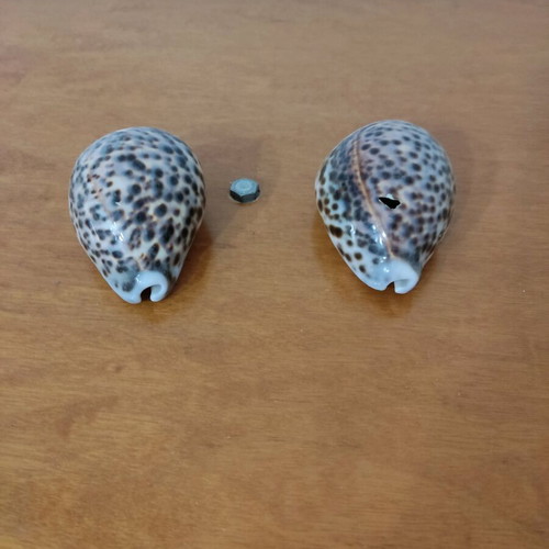 Natural Cyprus tiger shells new, set of 2 pieces