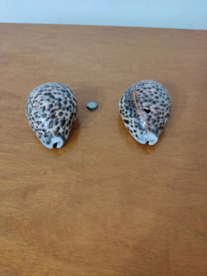 Natural Cyprus tiger shells new, set of 2 pieces