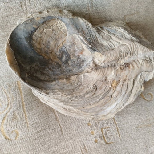 Fossilized mollusk shell like new