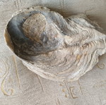 Fossilized mollusk shell like new