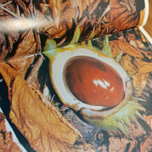 Plants used color thematic encyclopedia “Our World”