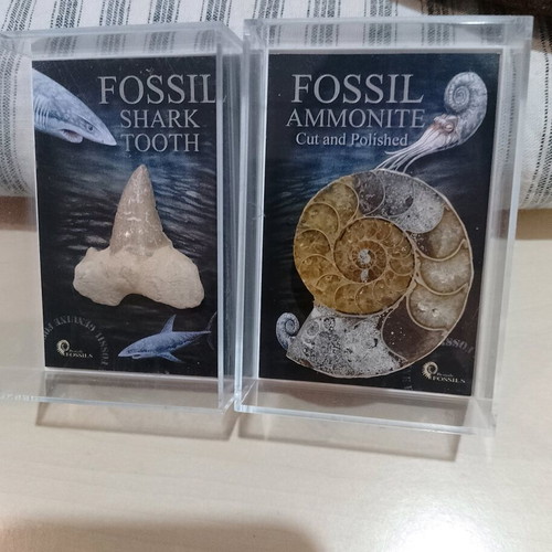 Shark and Ammonite fossil like new
