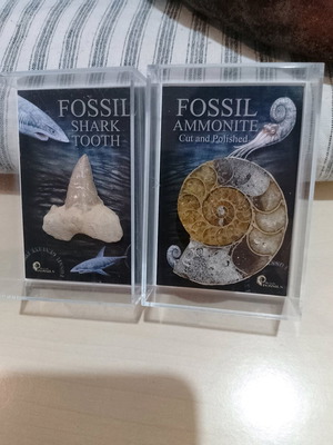 Shark and Ammonite fossil like new