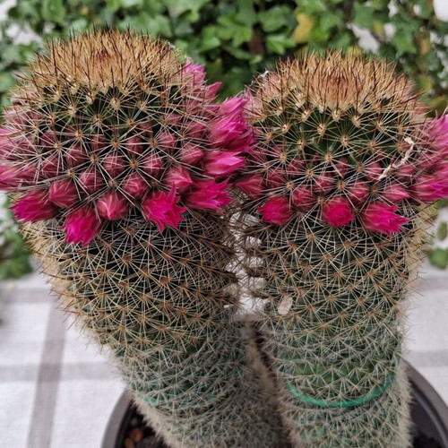 Cactus No.15 used, height 22 cm