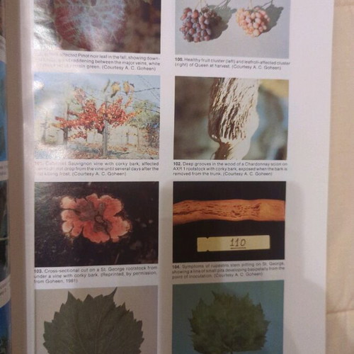 Compedium of Grape Diseases book like new
