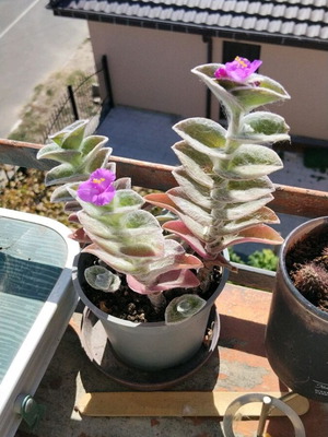 Tradescantia sillamontana ανθοφόρο φυτό