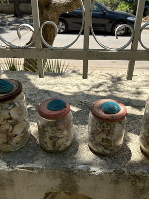 Seashells like new