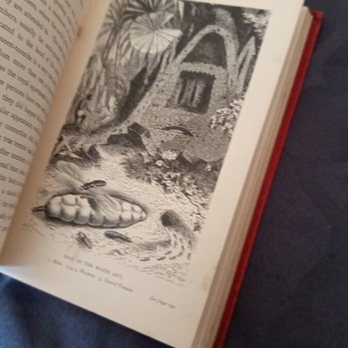 English book from 1895 used, about Africa with many illustrations