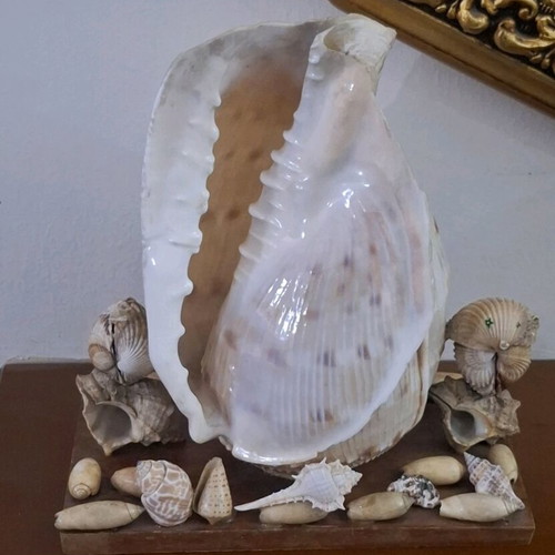 Decorative seashell composition used, wooden base