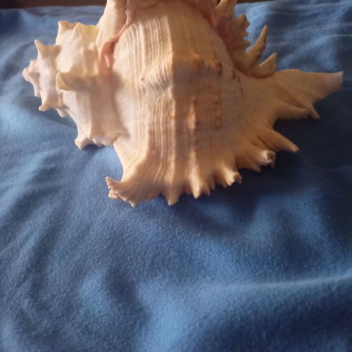 Natural Murex Ramosus Shell like new, 27x18cm