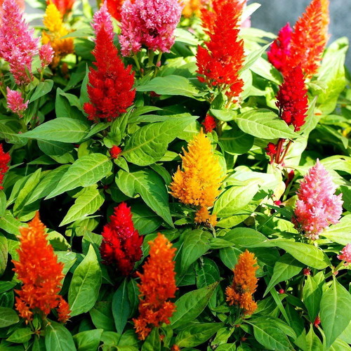 Celosia Plumosa Argentea Plumed Cockscomb Seeds, 25 Color Mix