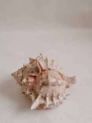 Conch used, marine sea decoration 9 cm natural shell