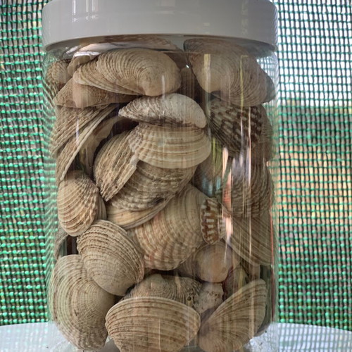 Natural seashells from Greek seas for decoration and crafts, 6 jars of 750ml, like new