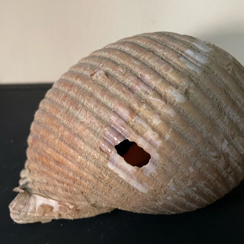 Sea shell Bouhona used, medium size Tonna Galea